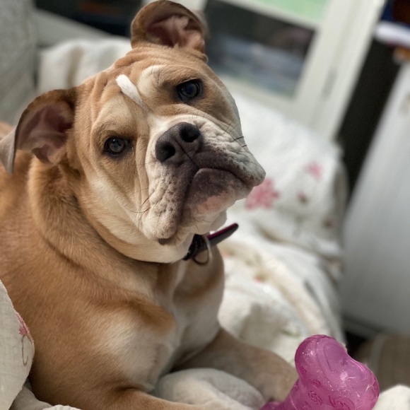 Meet your Posher, Courtney - Picture 3 of 4